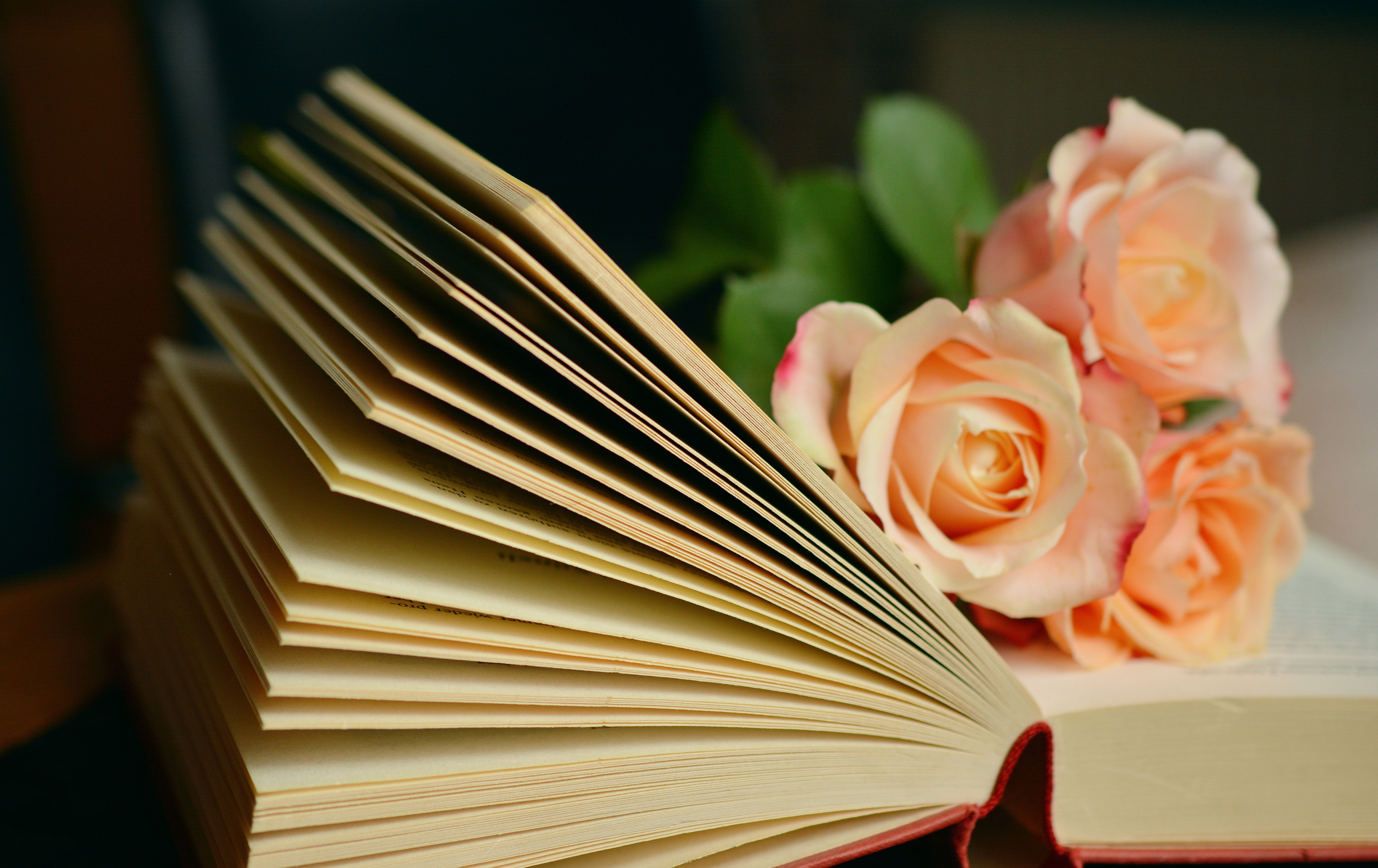 congerdesign-book-1769228.jpg